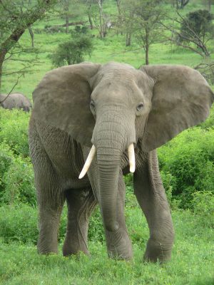 1200px-Elephant_near_ndutu