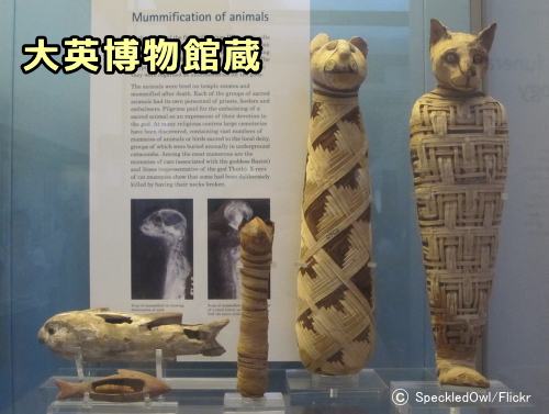 mummified-cat-british