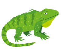 animal_iguana_green